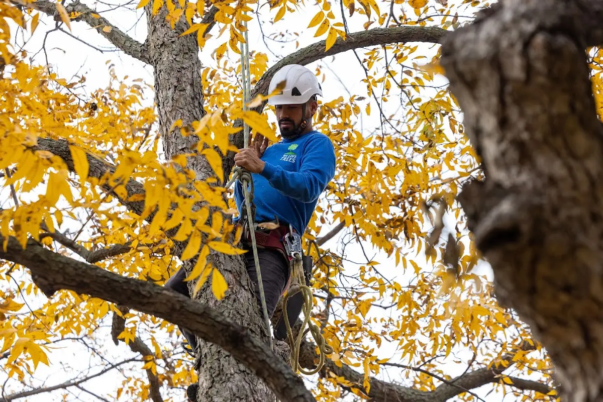 Skilled Tree Planting crew working in Mukwonago